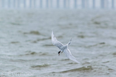 Seagull flying over sea