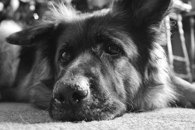 Close-up portrait of dog