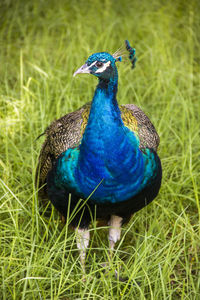 Close-up of peacock on grassy field