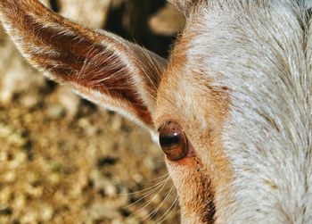 Close-up of animal eye