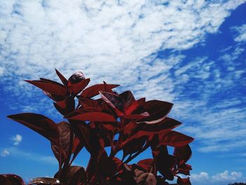 Low angle view of flowering plant against blue sky