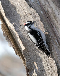 Close-up of bird perching on tree trunk