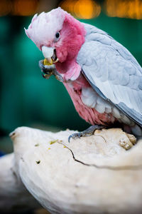 Close-up of bird