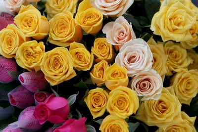 Full frame shot of roses