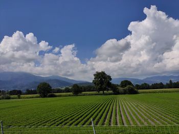 Scenic view of agricultural field against sky