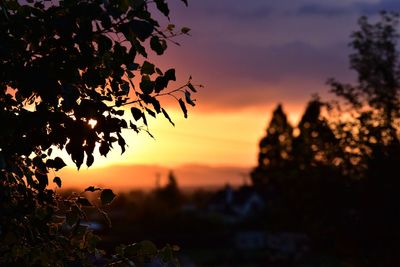 Close-up of silhouette tree against sky during sunset