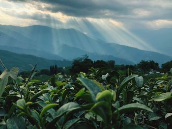 Plants growing on land against sky