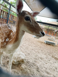 Close-up of deer