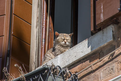 Cat is resting in the sun on a window sill in venice, italy