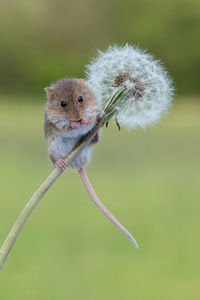 Close-up of rodent on dandelion plant