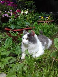 Cat on grass