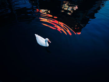 View of fish swimming in lake