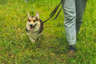 Pembroke welsh corgi on a summer walk in the forest