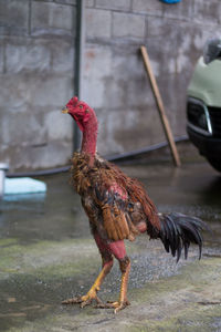 Side view of a rooster