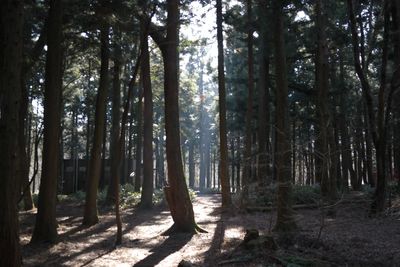 Sunlight streaming through trees in forest