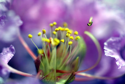 Close-up of purple flowering plant