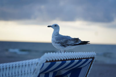 Seagull perching on wooden post