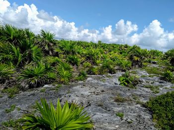 Plants and trees growing on land against sky