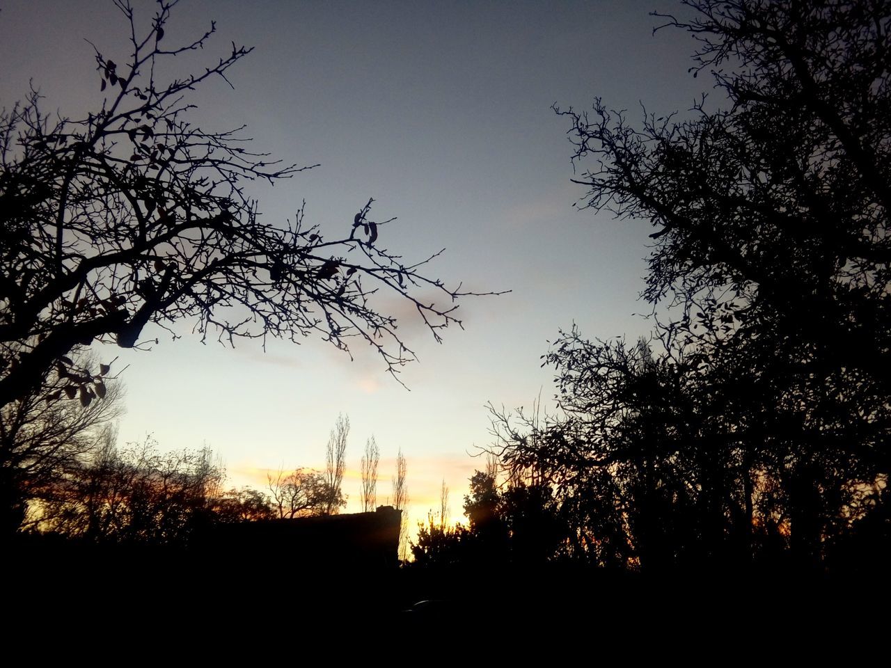 LOW ANGLE VIEW OF SILHOUETTE PLANTS AGAINST SKY