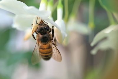 Close-up of insect on leaf