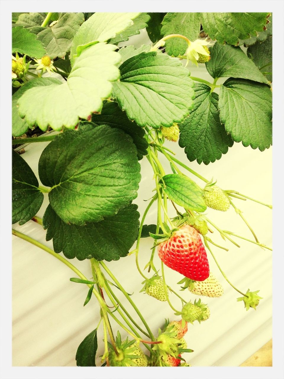 transfer print, freshness, leaf, food and drink, auto post production filter, indoors, growth, fruit, healthy eating, plant, green color, food, close-up, high angle view, nature, table, no people, potted plant, still life, red