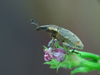 Close-up of insect on flower