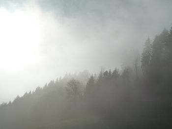 Trees in forest against sky during foggy weather