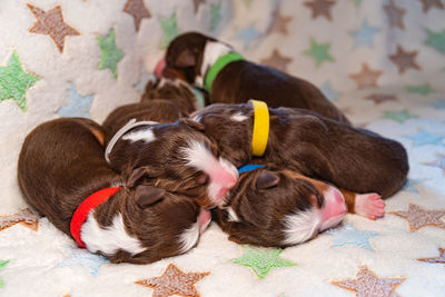 High angle view of puppy sleeping