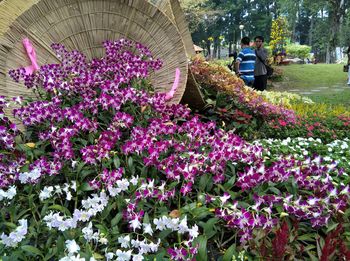 Purple flowers blooming outdoors