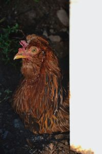 Close-up of a bird