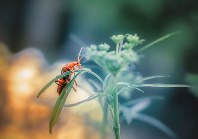 Close-up of insect on plant