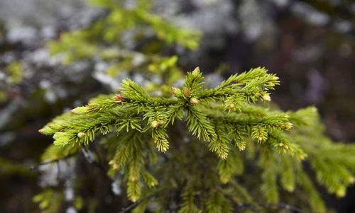 Close-up of pine tree branch