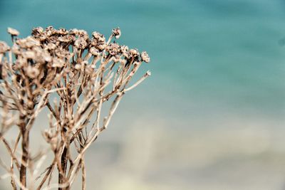 Close-up of wilted plant