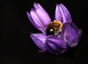 Close-up of bee on purple flower at night