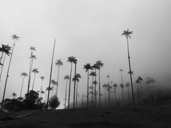 Palm trees on landscape against sky