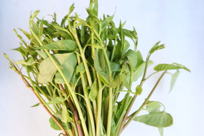 Close-up of leaves against white background