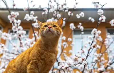 Close-up of ginger cat in the spring time with plum blossom at the background