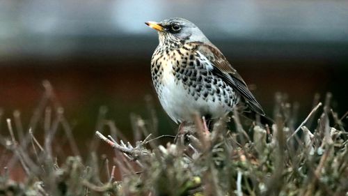 Close-up of bird perching on a field