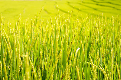 Detail shot of grass growing on grassy field