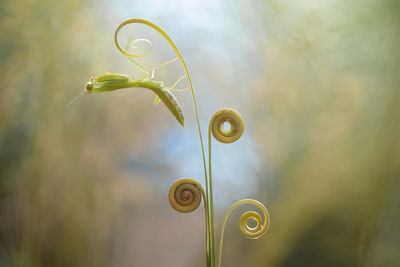 Close-up of spiral plant