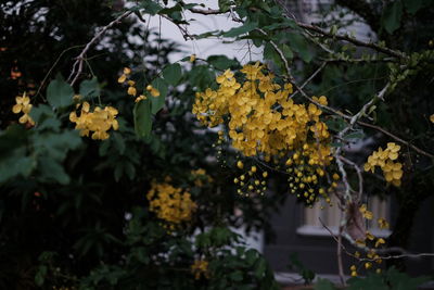 Close-up of yellow flowers