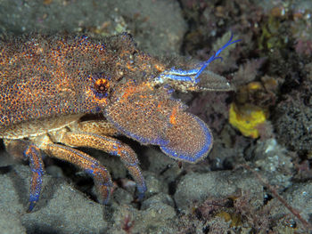 Close-up of fish underwater