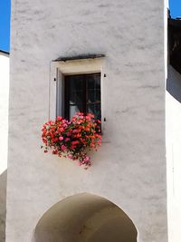 Low angle view of flowers on window sill