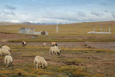 Sheep grazing on field against sky