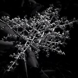 Plants at night