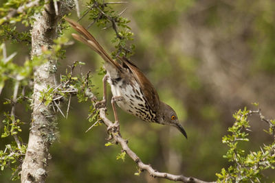 Close-up of bird perching on branch