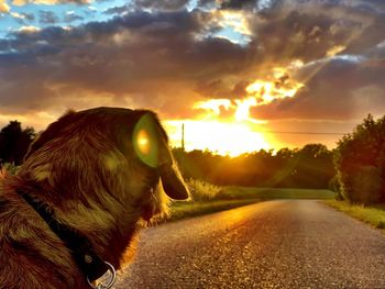 Dog on road against sky during sunset