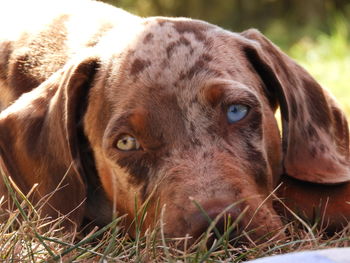 Close-up portrait of a dog