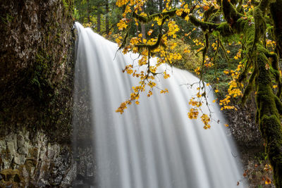 Scenic view of waterfall in forest