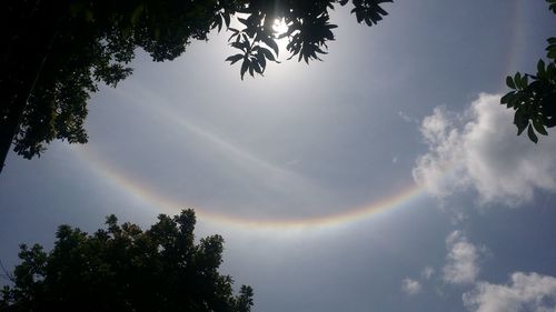 Low angle view of tree against rainbow in sky